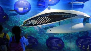 白海豚 白海豚